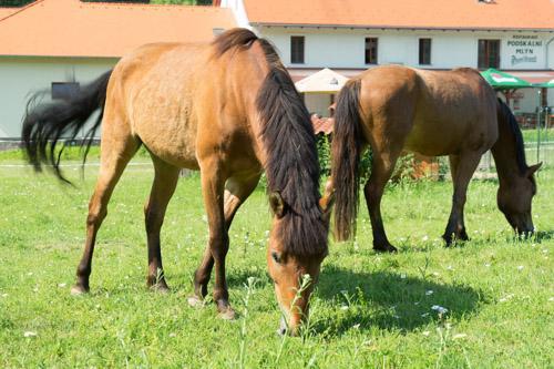 Podskalni Mlyn Hotel Ostopovice Luaran gambar